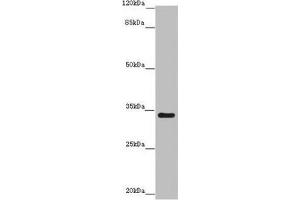 Western blot All lanes: IFT46 antibody at 8 μg/mL + Mouse skeletal muscle tissue Secondary Goat polyclonal to rabbit IgG at 1/10000 dilution Predicted band size: 35, 41 kDa Observed band size: 35 kDa (IFT46 anticorps  (AA 1-304))