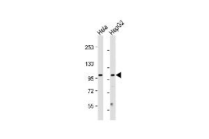 All lanes : Anti-NU Antibody (N-term) at 1:2000 dilution Lane 1: Hela whole cell lysate Lane 2: HepG2 whole cell lysate Lysates/proteins at 20 μg per lane.