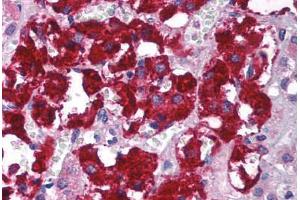 Human Adrenal (formalin-fixed, paraffin-embedded) stained with GNB2L1 antibody ABIN214111 at 5 ug/ml followed by biotinylated goat anti-rabbit IgG secondary antibody ABIN481713, alkaline phosphatase-streptavidin and chromogen.