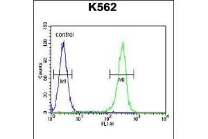 Flow cytometric analysis of K562 cells (right histogram) compared to a negative control cell (left histogram). (RECQL2 anticorps  (AA 787-816))