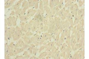 Immunohistochemistry of paraffin-embedded human heart tissue using ABIN7153256 at dilution of 1:100 (FXYD7 anticorps  (AA 47-80))