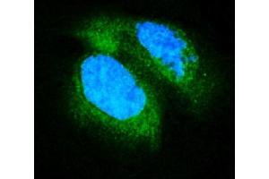 IF analysis of PDE6 beta/PDE6B using anti-PDE6 beta/PDE6B antibody (ABIN7600892).