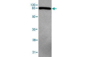 Western blot analysis of PRMT6 monoclonal antibody  at 1 : 500 dilution.