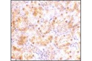 Immunohistochemistry of NENF in rat kidney tissue with this product at 10 μg/ml. (Neudesin anticorps  (C-Term))