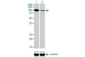 Western blot analysis of SYNJ2 over-expressed 293 cell line, cotransfected with SYNJ2 Validated Chimera RNAi (Lane 2) or non-transfected control (Lane 1). (Synaptojanin 2 anticorps  (AA 1396-1495))