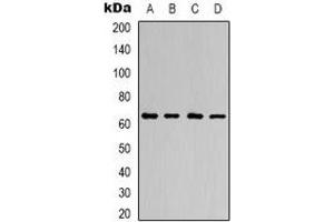 Western blot analysis of AMPK alpha 1 expression in Hela (A), K562 (B), NIH3T3 (C), H9C2 (D) whole cell lysates.