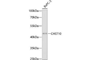 Western blot analysis of extracts of BxPC-3 cells, using CHST10 antibody (ABIN6132096, ABIN6138605, ABIN6138606 and ABIN6220580) at 1:3000 dilution.