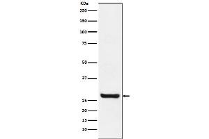 Western blot analysis of Sprouty 4 expression in MCF7 cell lysate.