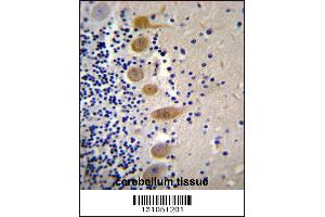 MST1 Antibody immunohistochemistry analysis in formalin fixed and paraffin embedded human cerebellum tissue followed by peroxidase conjugation of the secondary antibody and DAB staining.