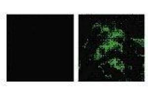 Immunofluorescence (IF) image for anti-SARS-Coronavirus Spike Protein (SARS-CoV S) antibody (ABIN2452119)
