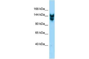 Western Blotting (WB) image for anti-Nucleoporin 160kDa (NUP160) (C-Term) antibody (ABIN2788928) (NUP160 anticorps  (C-Term))