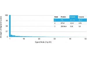 Analysis of Protein Array containing more than 19,000 full-length human proteins using Ferritin, Light Chain Mouse Monoclonal Antibody (FTL/1389) Z- and S- Score: The Z-score represents the strength of a signal that a monoclonal antibody (MAb) (in combination with a fluorescently-tagged anti-IgG secondary antibody) produces when binding to a particular protein on the HuProtTM array.