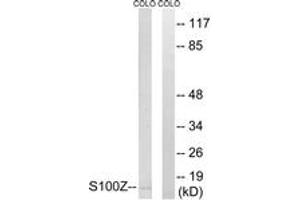 Western blot analysis of extracts from COLO cells, using S100Z Antibody. (S100Z anticorps  (AA 2-51))