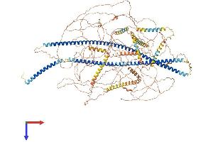AlphaFold protein structure predicition of Human Recombinant NES Protein, UniprotID P48681