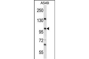 Western blot analysis in A549 cell line lysates (35ug/lane). (UNC45A anticorps  (N-Term))