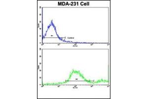 Flow cytometric analysis of MDA-231 cells using ADRA2B Antibody (Center)(bottom histogram) compared to a negative control cell (top histogram).
