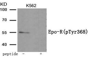 Western blot analysis of extracts from K562 tissue using Epo-R (Phospho-Tyr368) antibody. (EPOR anticorps  (pTyr368))