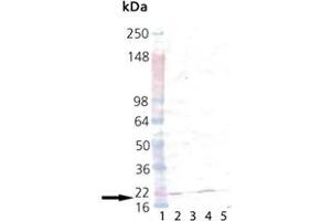 Western blot analysis of p23: Lane 1: MW, Lane 2: p23 , Lane 3: HeLa (Heat Shocked), Lane 4: mouse testes, and Lane 5: rat testes probed with p23, pAb . (CDK5R1 anticorps)