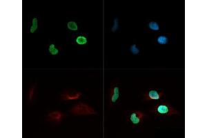 Immunofluorescence of Rabbit Anti-Histone H4 [ac Lys8] Antibody.