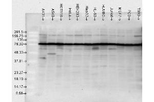 Western blot analysis of Human Cell line lysates showing detection of HSP90 protein using Rabbit Anti-HSP90 Polyclonal Antibody .