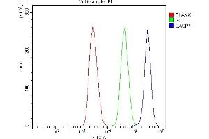 Flow Cytometry analysis of MCF-7 cells using anti-Caspase-7/CASP7 antibody (ABIN7600823). (Caspase 7 anticorps  (AA 24-303))