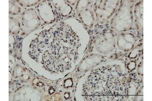 Immunoperoxidase of monoclonal antibody to NRF1 on formalin-fixed paraffin-embedded human kidney. (NRF1 anticorps  (AA 201-285))