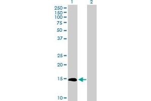 Western Blot analysis of IL3 expression in transfected 293T cell line by IL3 MaxPab polyclonal antibody. (IL-3 anticorps  (AA 1-152))