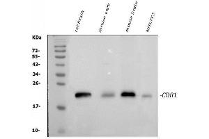 Western blot analysis of TAPA1/CD81 using anti-TAPA1/CD81 antibody (ABIN5693258). (CD81 anticorps  (AA 116-201))