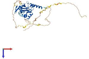 AlphaFold protein structure predicition of Mouse Recombinant Atcay Protein, UniprotID Q8BHE3