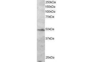 Image no. 1 for anti-Interferon Regulatory Factor 2 (IRF2) (AA 337-349) antibody (ABIN298001) (IRF2 anticorps  (AA 337-349))