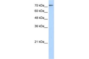 Western Blotting (WB) image for anti-Splicing Factor Proline/glutamine-Ric (SFPQ) antibody (ABIN2462180) (SFPQ anticorps)