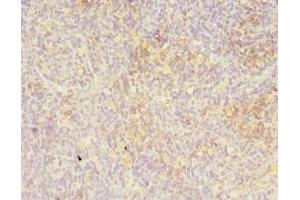 Immunohistochemistry of paraffin-embedded human thymus tissue using ABIN7158438 at dilution of 1:100