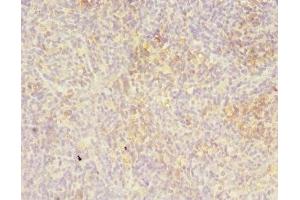 Immunohistochemistry of paraffin-embedded human thymus tissue using ABIN7158438 at dilution of 1:100 (LITAF anticorps  (AA 1-161))