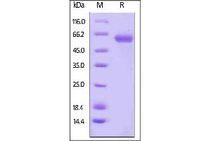 Human CD48, Fc Tag on  under reducing (R) condition.