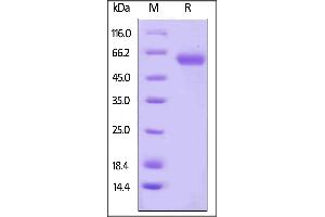Human CD48, Fc Tag on  under reducing (R) condition. (CD48 Protein (CD48) (AA 27-220) (Fc Tag))