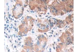 DAB staining on IHC-P; Samples: Human Stomach Tissue (LIPF anticorps  (AA 20-398))