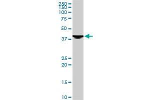 EVX1 monoclonal antibody (M07), clone 1B7.