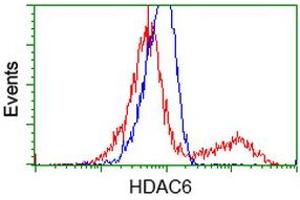 Image no. 5 for anti-Histone Deacetylase 6 (HDAC6) antibody (ABIN1498620)