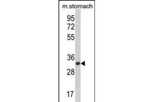 Western blot analysis of CDIPT Antibody (Center) (ABIN652986 and ABIN2842627) in mouse stomach tissue lysates (35 μg/lane). (CDIPT anticorps  (AA 99-125))