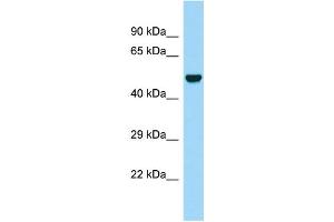 WB Suggested Anti-LGMN Antibody Titration: 1.