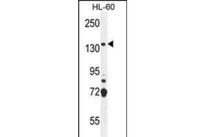SOS2 Antibody (N-term) (ABIN655707 and ABIN2845158) western blot analysis in HL-60 cell line lysates (35 μg/lane). (SOS2 anticorps  (N-Term))