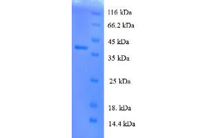 SDS-PAGE (SDS) image for Interleukin 8 (IL8) (AA 23-101) protein (GST tag) (ABIN5709753)