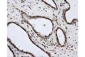 Immunohistochemical staining of paraffin-embedded Kidney tissue using anti-APP mouse monoclonal antibody. (APP anticorps)