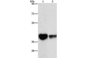 Western Blot analysis of Mouse brain tissue and NIH/3T3 cell using IDH3G Polyclonal Antibody at dilution of 1:350 (IDH3G anticorps)