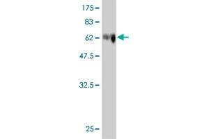 Western Blot detection against Immunogen (74.
