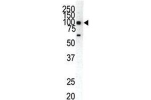 Western blot analysis of EphA1 antibody and HeLa cell lysate.