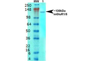 Western Blot analysis of Rat brain membrane lysate showing detection of mGluR5 Glutamate Receptor protein using Mouse Anti-mGluR5 Glutamate Receptor Monoclonal Antibody, Clone S75-33 . (Metabotropic Glutamate Receptor 5 anticorps  (AA 824-1203) (Atto 390))