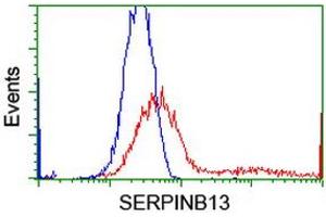 HEK293T cells transfected with either RC211032 overexpress plasmid (Red) or empty vector control plasmid (Blue) were immunostained by anti-SERPINB13 antibody (ABIN2455117), and then analyzed by flow cytometry. (SERPINB13 anticorps)