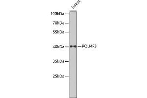 Western blot analysis of extracts of Jurkat cells, using POU4F3 antibody  at 1:1000 dilution. (POU4F3 anticorps  (AA 1-180))
