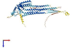 AlphaFold protein structure predicition of Human Recombinant OCSTAMP Protein, UniprotID Q9BR26